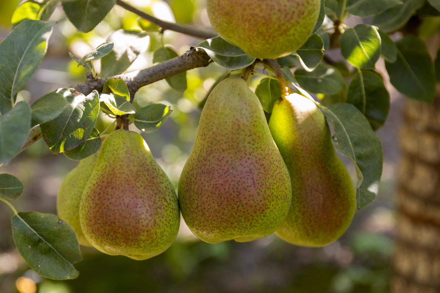 Fresh Fruits and Citrus Exporter