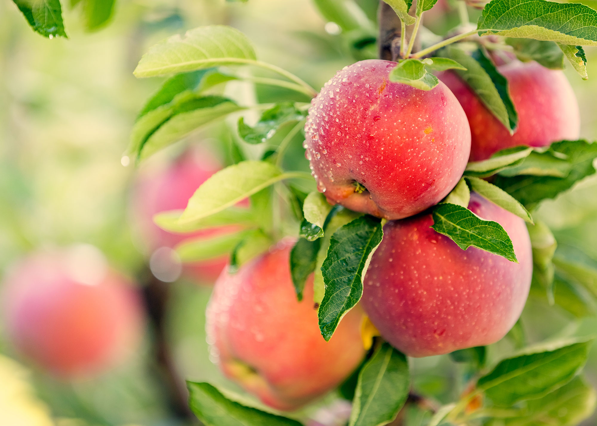 Fresh Fruits and Citrus Exporter