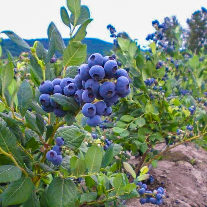 Fresh Fruits and Citrus Exporter