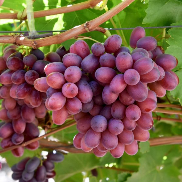 NINE FRUITS EXPORTS